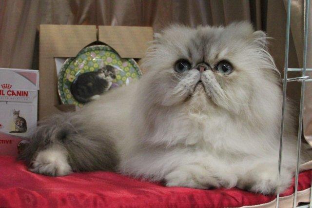 TabbyCatClubII.jpg